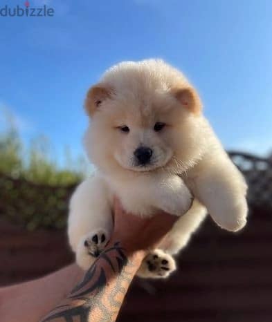 Whatsapp Me +966(583)-921348//Chow Chow Puppies 1