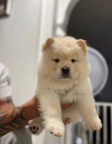 Chow Chow Puppies//Whatsapp Me +966(583)-921348 1