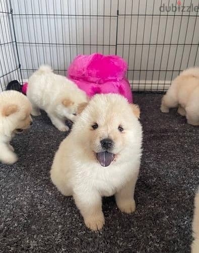 Whatsapp Me +966(583)-921348//Chow Chow Puppies 1