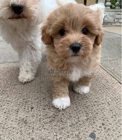 Whatsapp Me +966(583)-921348//Maltipoo Puppies 1