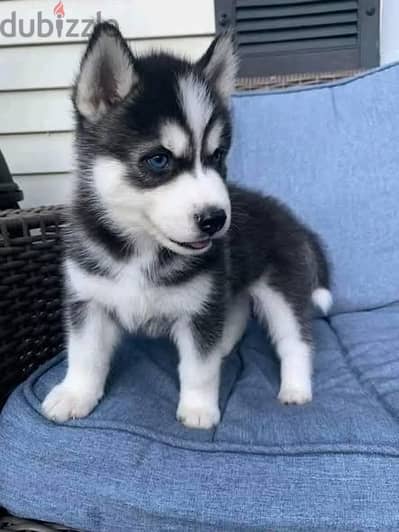Huskies Puppies//Whatsapp Me (+966)58-8993320