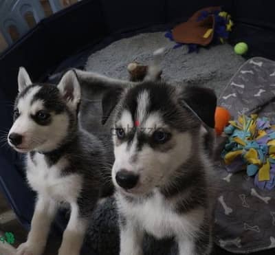 Whatsapp Me (+966)58-8993320//Siberian Huskies