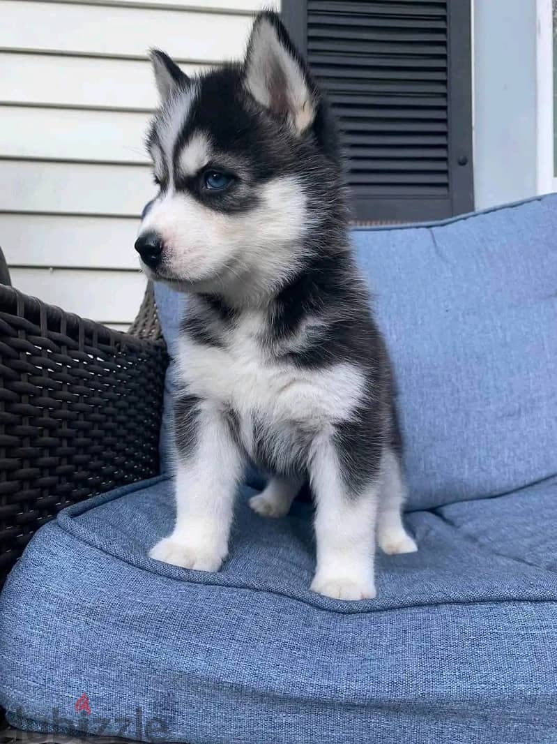 Whatsapp Me (+966)58-8993320//Siberian Huskies 1