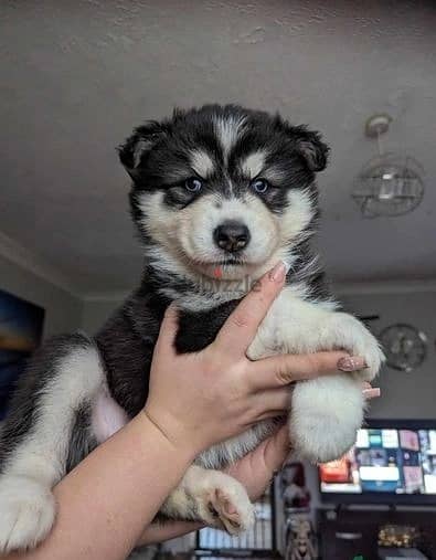 Huskies Puppies//Whatsapp Me (+966)58-8993320 1
