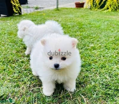 Whatsapp Me (+966)58-8993320//Pomeran-ian Puppies