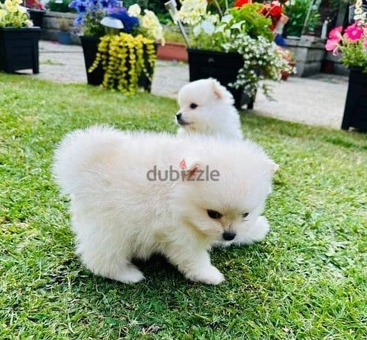 Whatsapp Me (+966)58-8993320//Pomeran-ian Puppies 1