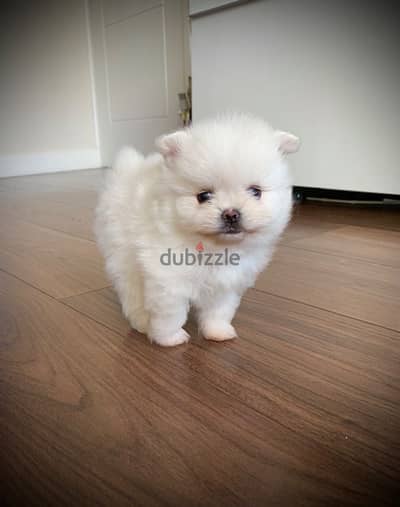 Pomeran-ian Puppies//Whatsapp Me (+966)58-8993320