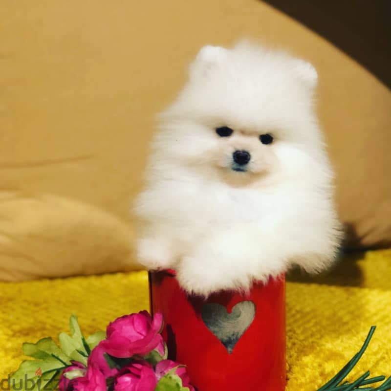 Pomeran-ian Puppies//Whatsapp Me (+966)58-8993320 1