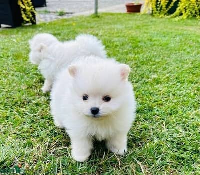Whatsapp Me (+966)58-8993320//Pomeran-ian Puppies