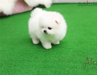Pomeran-ian Puppies//Whatsapp Me (+966)58-8993320