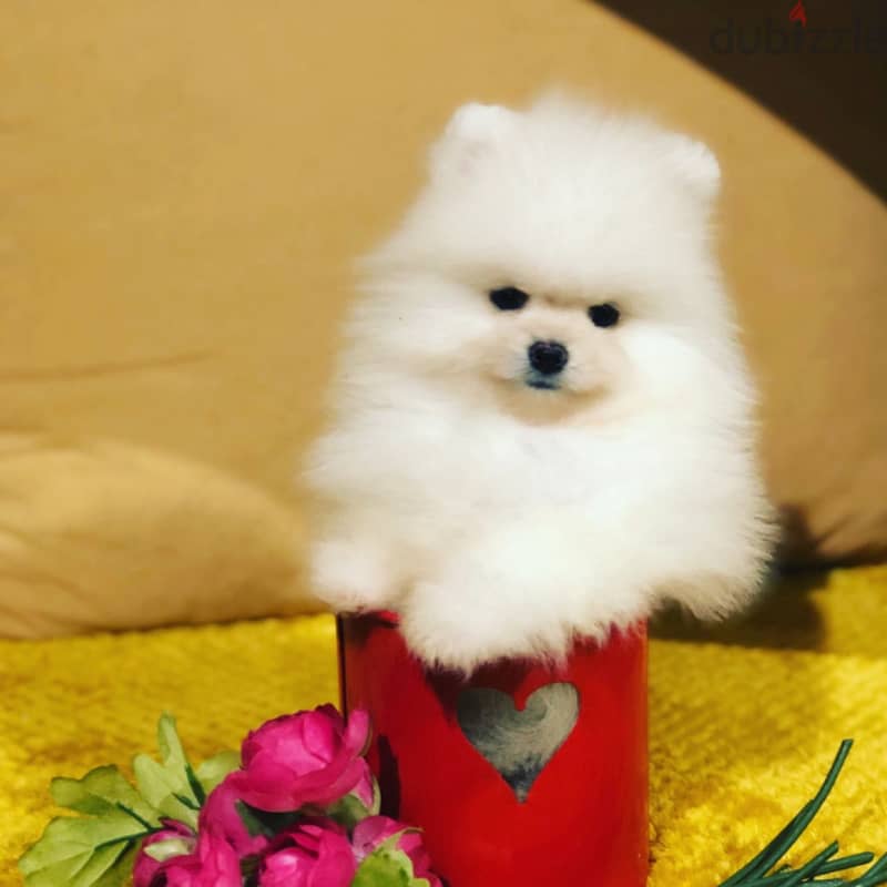 Pomeran-ian Puppies//Whatsapp Me (+966)58-8993320 1