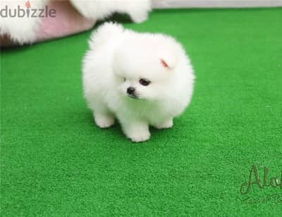 Pomeran-ian Puppies//Whatsapp Me (+966)58-8993320