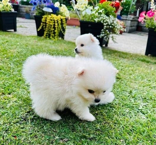 Pomeran-ian Puppies//Whatsapp Me (+966)58-8993320 1