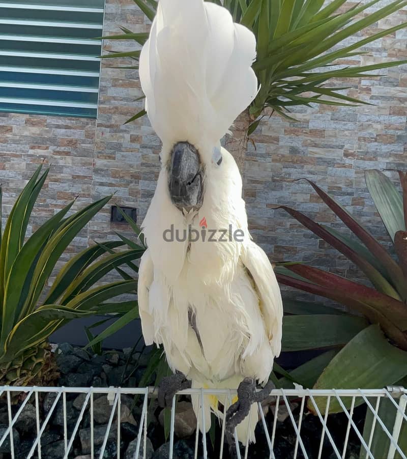 Whatsapp Me (+966)58-8993320//Umbrella Cockatoos 1