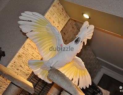 Umbrella Cockatoos//Whatsapp Me (+966)58-8993320