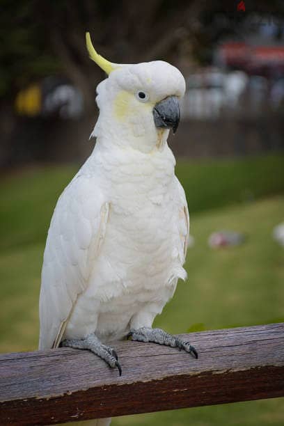 Whatsapp Me (+966)58-8993320//Umbrella Cockatoos 1