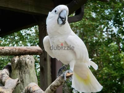 Whatsapp Me (+966)58-8993320//Umbrella Cockatoos