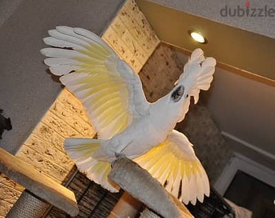 Whatsapp Me (+966)58-8993320//Umbrella Cockatoos