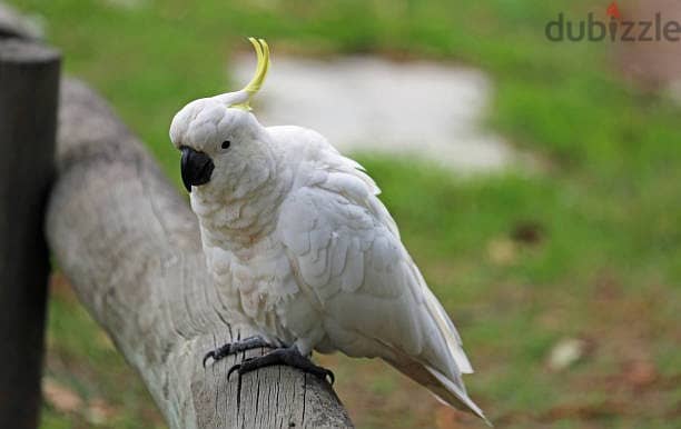 Umbrella Cockatoos//Whatsapp Me (+966)58-8993320 1