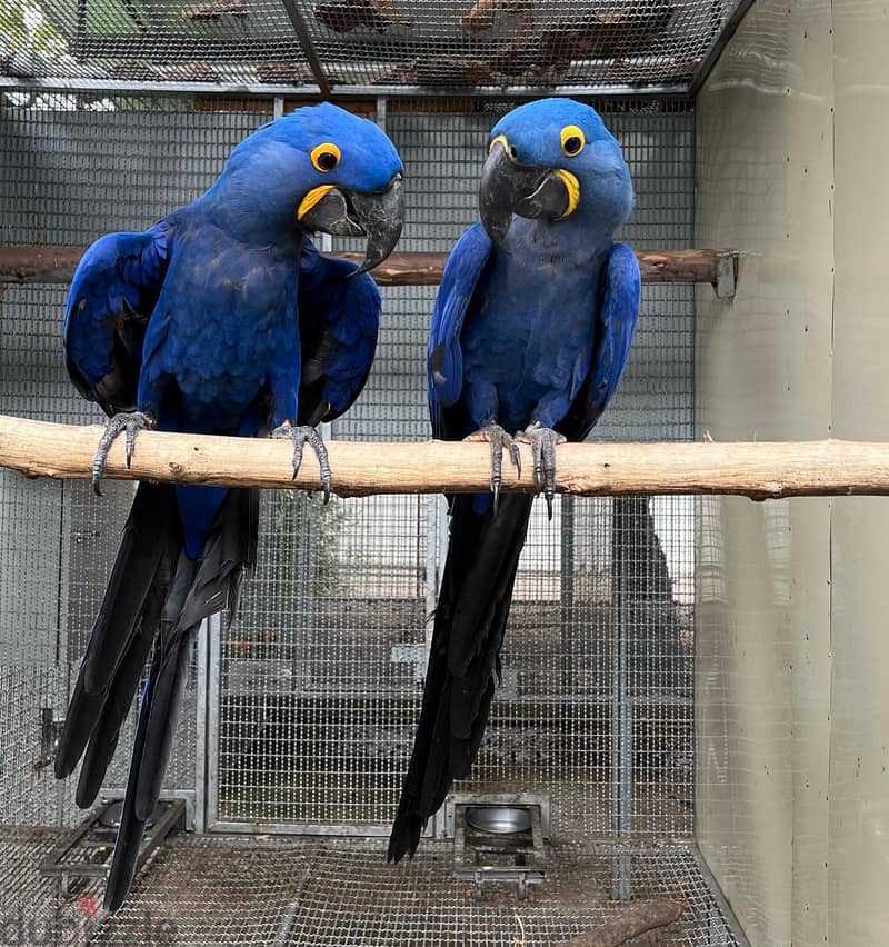 Hyacinth Macaws//Whatsapp Me +966(583)-921348 1