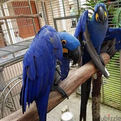 Hyacinth Macaws//Whatsapp Me +966(583)-921348
