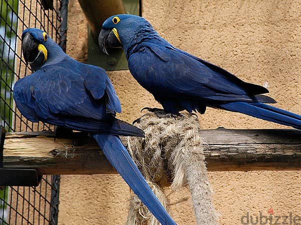 Whatsapp Me +966(583)-921348//Hyacinth Macaws 1