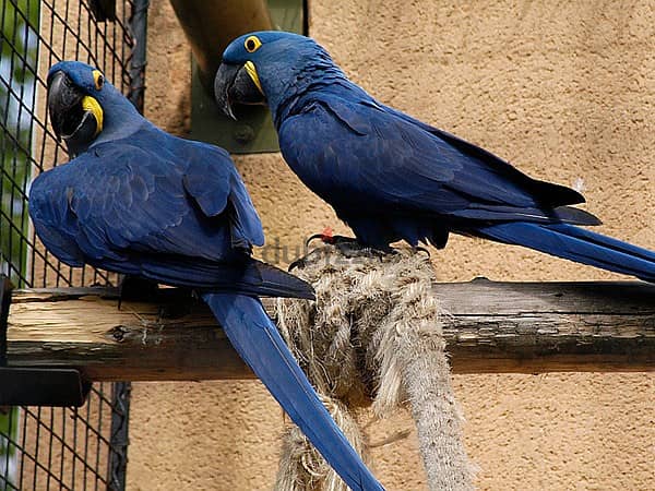 Hyacinth Macaws//Whatsapp Me +966(583)-921348 1