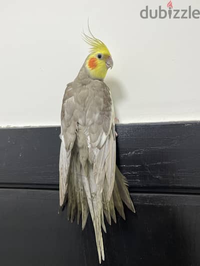 Beautiful Tamed Cockatiel for Sale
