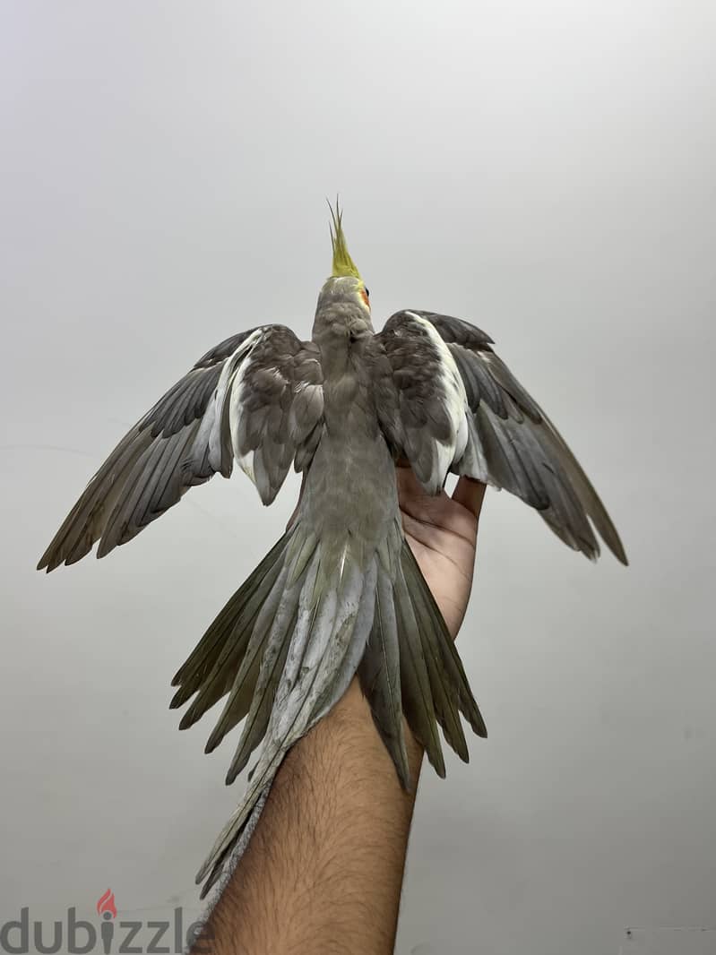 Beautiful Tamed Cockatiel for Sale 1