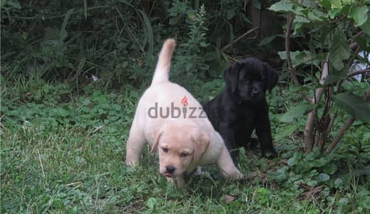 Labrador Puppies//Whatsapp Me +966(583)-921348