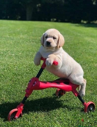 Labrador Puppies//Whatsapp Me +966(583)-921348 1