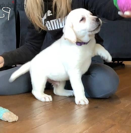 Labrador Puppies//Whatsapp Me +966(583)-921348 1