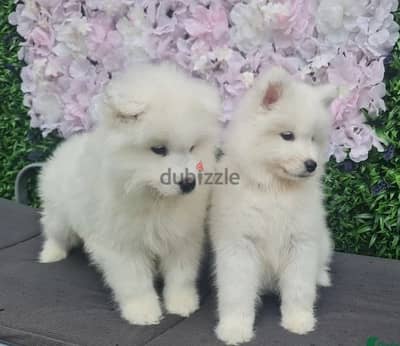 Samoyed Puppies//Whatsapp Me (+966)58-8993320