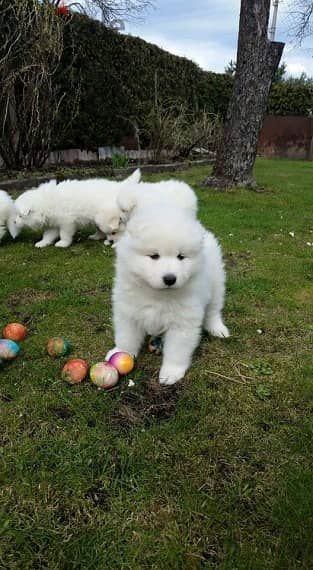 Samoyed Puppies//Whatsapp Me (+966)58-8993320 1