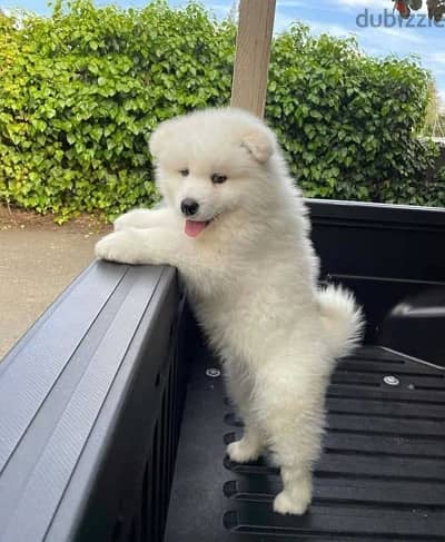 Whatsapp Me (+966)58-8993320//Samoyed Puppies 1