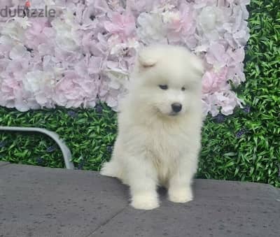 Whatsapp Me (+966)58-8993320//Samoyed Puppies