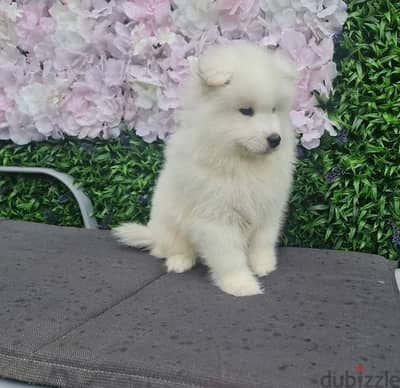 Whatsapp Me (+966)58-8993320//Samoyed Puppies