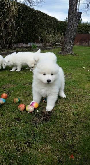 Whatsapp Me (+966)58-8993320//Samoyed Puppies 1