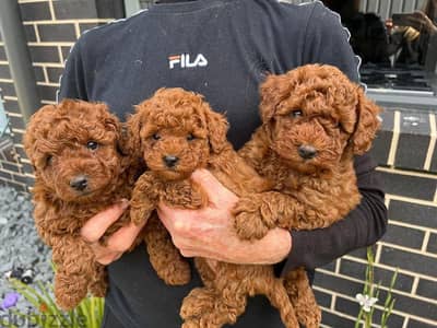 Toy Poodle Puppies//Whatsapp Me +966(583)-921348