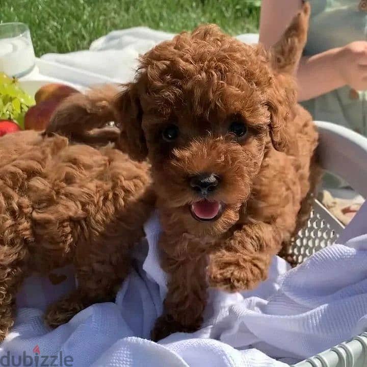 Toy Poodle Puppies//Whatsapp Me +966(583)-921348 1