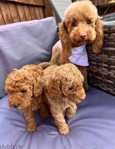 Toy Poodle Puppies//Whatsapp Me +966(583)-921348