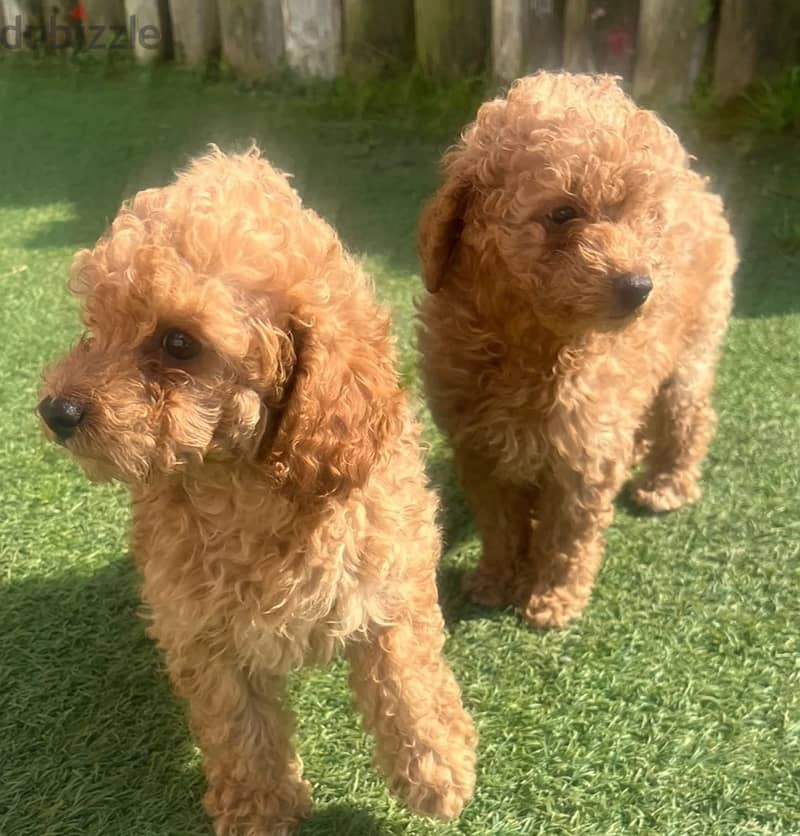 Toy Poodle Puppies//Whatsapp Me +966(583)-921348 1