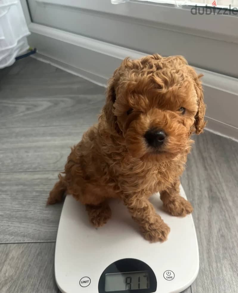 Whatsapp Me +966(583)-921348//Toy Poodle Puppies 1