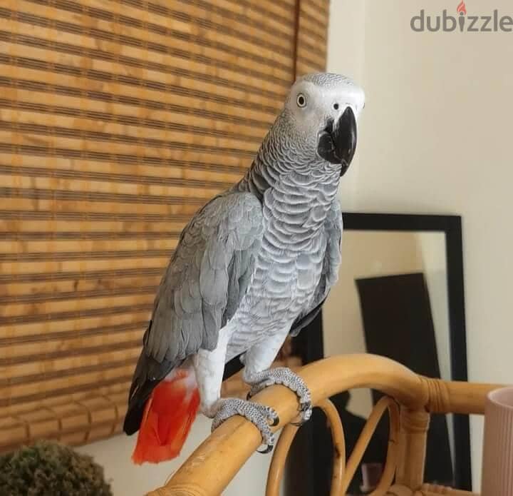 ببغاء كاسكو 1
