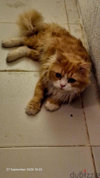 Persian Tabby Cat-free Adoption