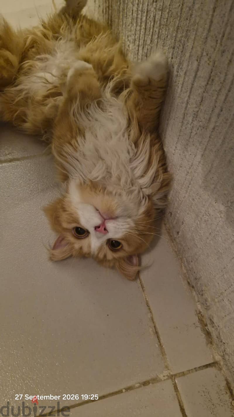 Persian Tabby Cat-free Adoption 1