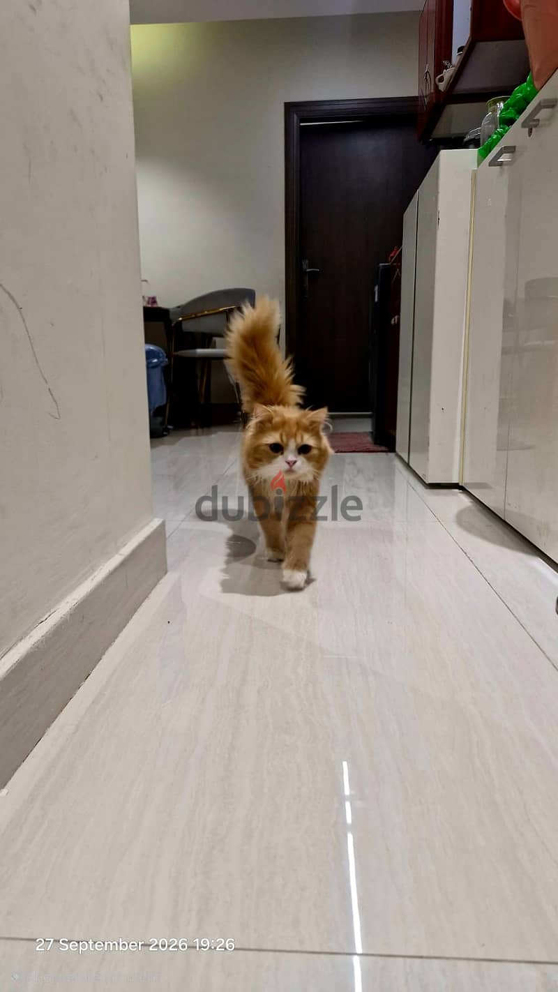 Persian Tabby Cat-free Adoption 3