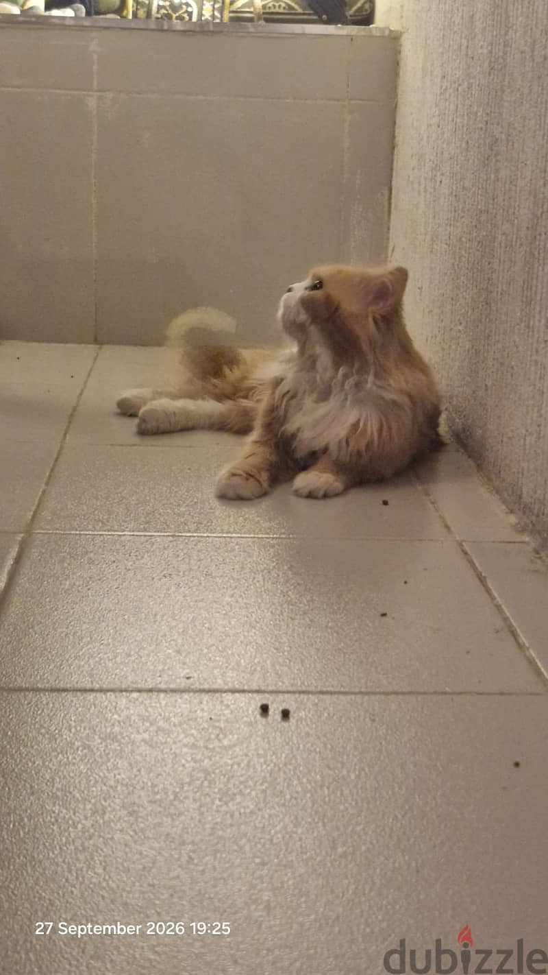 Persian Tabby Cat-free Adoption 4