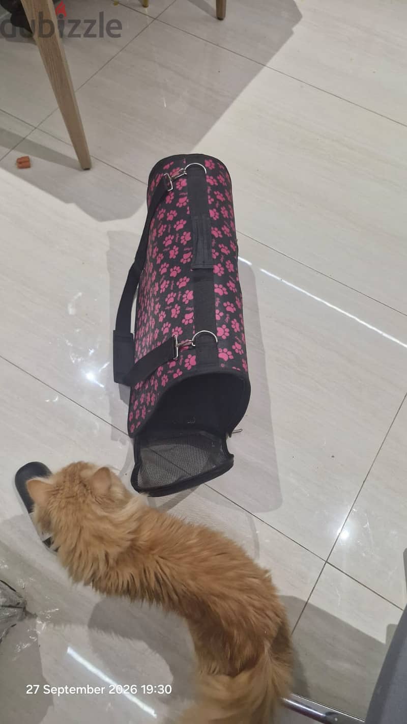 Persian Tabby Cat-free Adoption 5