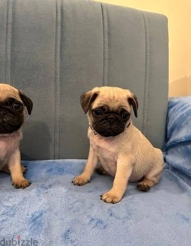 Whatsapp Me +966(583)-921348//Pug Puppies 1